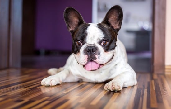 Unlock the Secrets of French Bulldog History: Milestones and Moments
