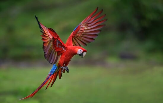 Feathered Chronicles: Parrot Tales and Timelines Trivia