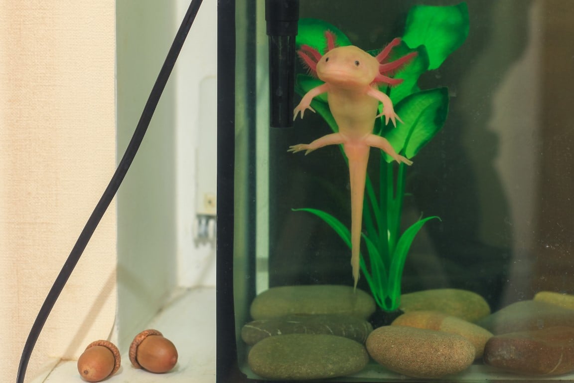 Mysteries of the Smiling Salamander: Axolotl True or False Gauntlet