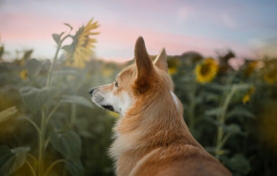 Corgi Hall of Fame: Record-Breaking Rumps, Runs, and Royalty