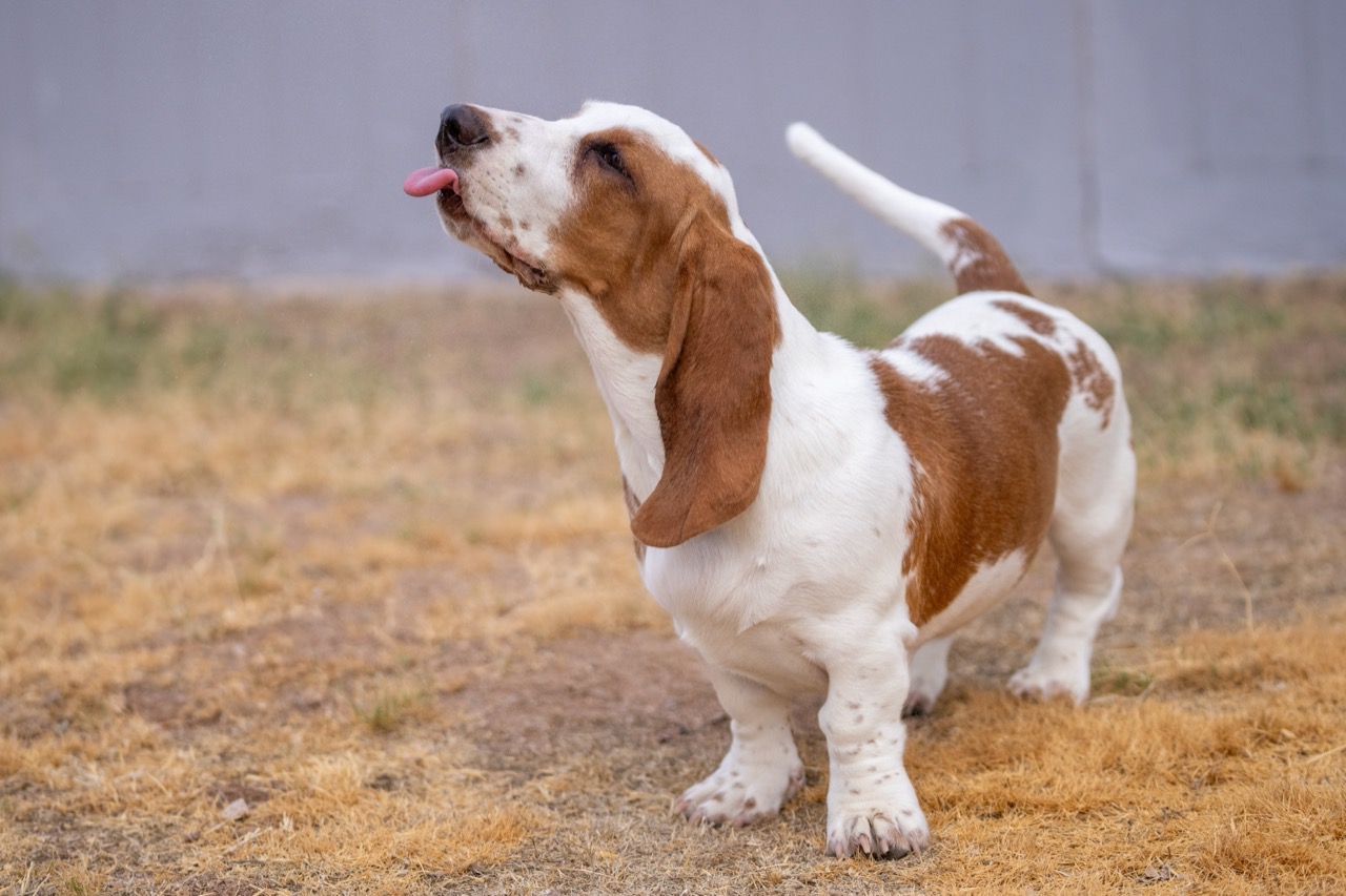 Low-Rider Legends: The Basset Hound Brain-Teaser
