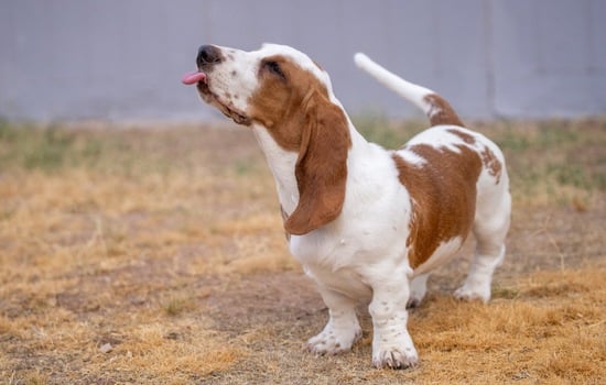 Low-Rider Legends: The Basset Hound Brain-Teaser