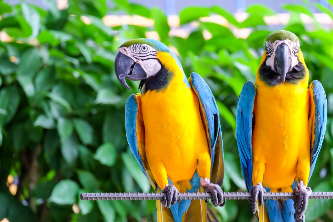 Feathered Whiz: The Offbeat Parrot Brainpower Challenge