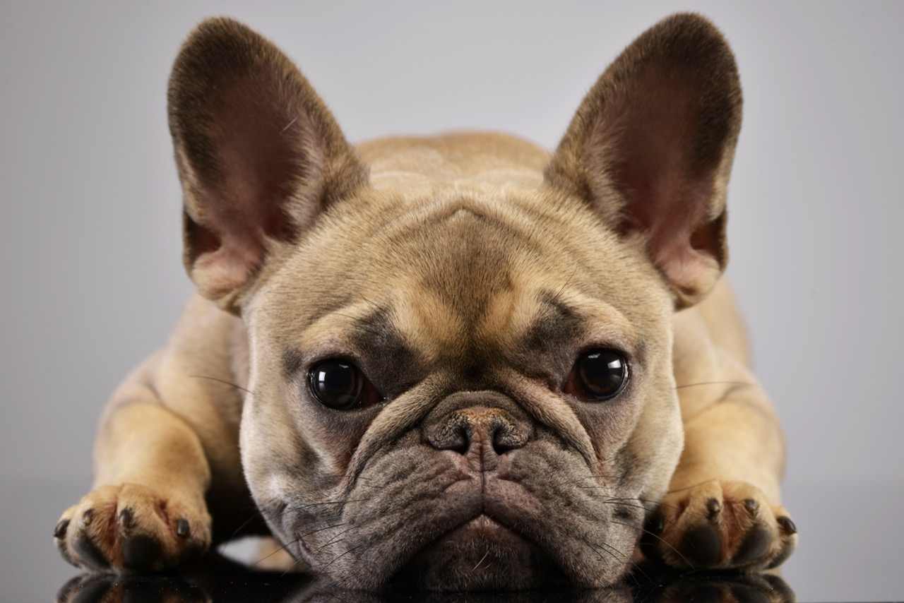 Snorts, Snores, and Squishy Faces: The French Bulldog Essentials Challenge