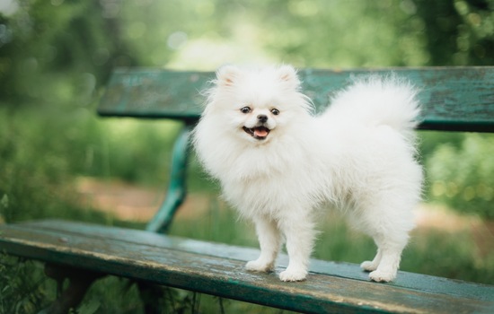 Puffy Tails & Foxy Faces: The Ultimate Pomeranian Trivia Challenge