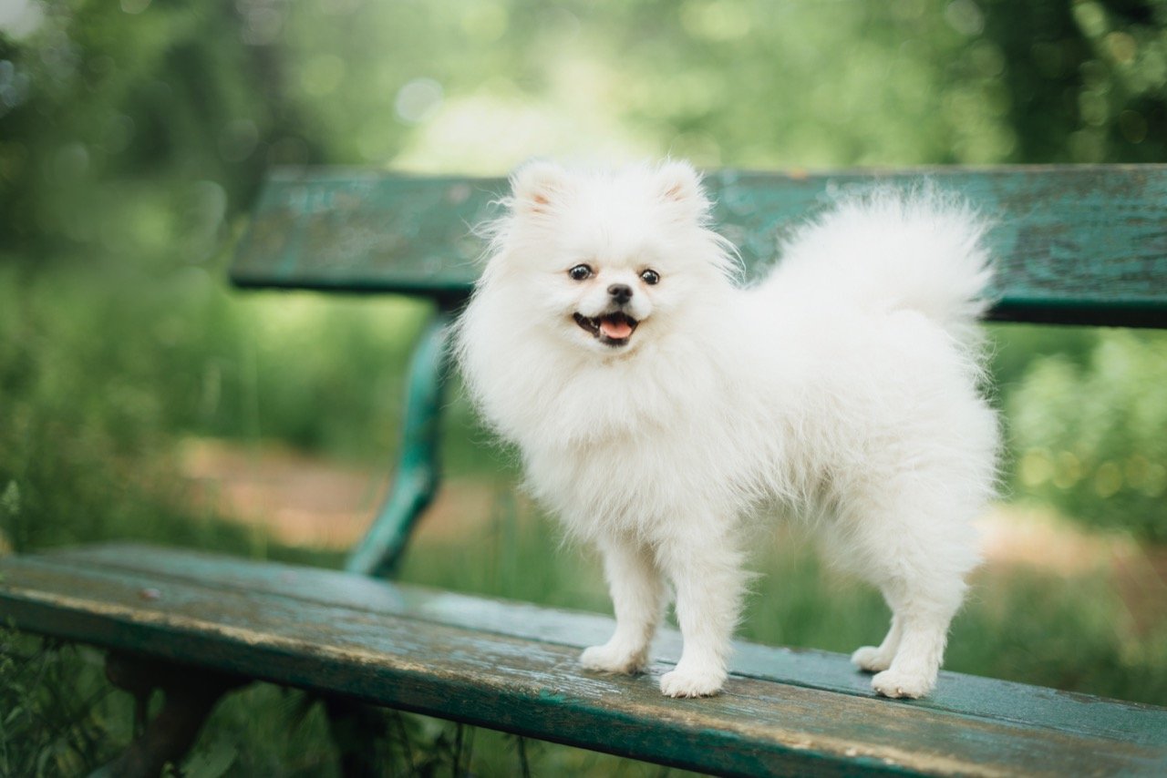 Puffy Tails & Foxy Faces: The Ultimate Pomeranian Trivia Challenge