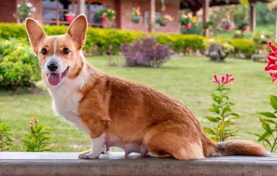 Short Legs, Big Legends: The Ultimate Corgi World Challenge
