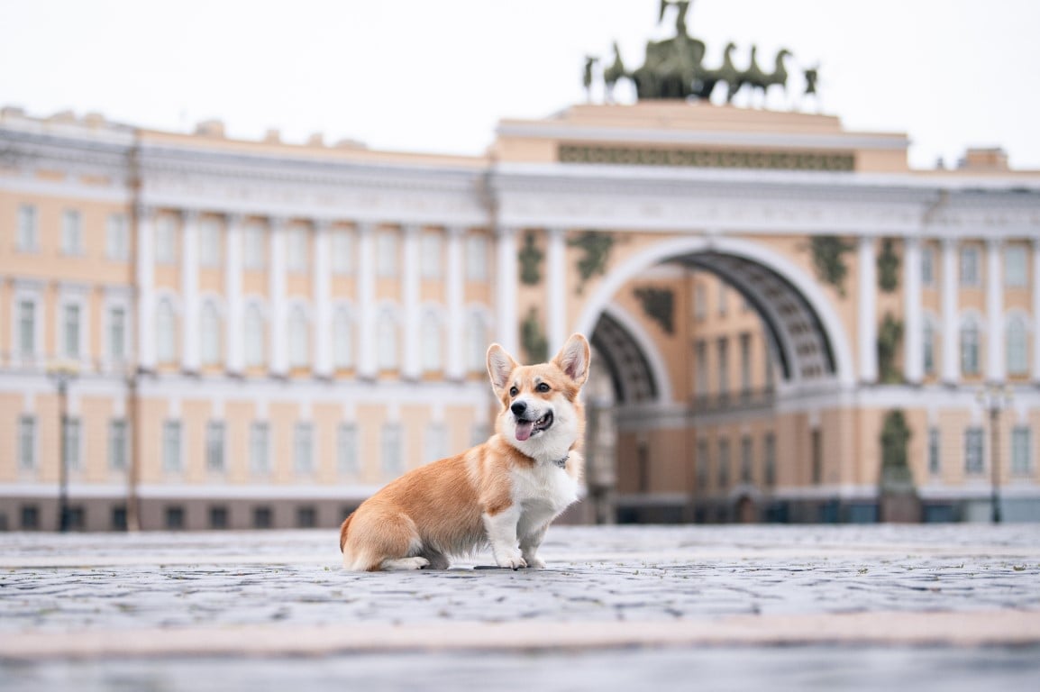 Short Legs, Big Legends: The Ultimate Corgi Brain-Bender