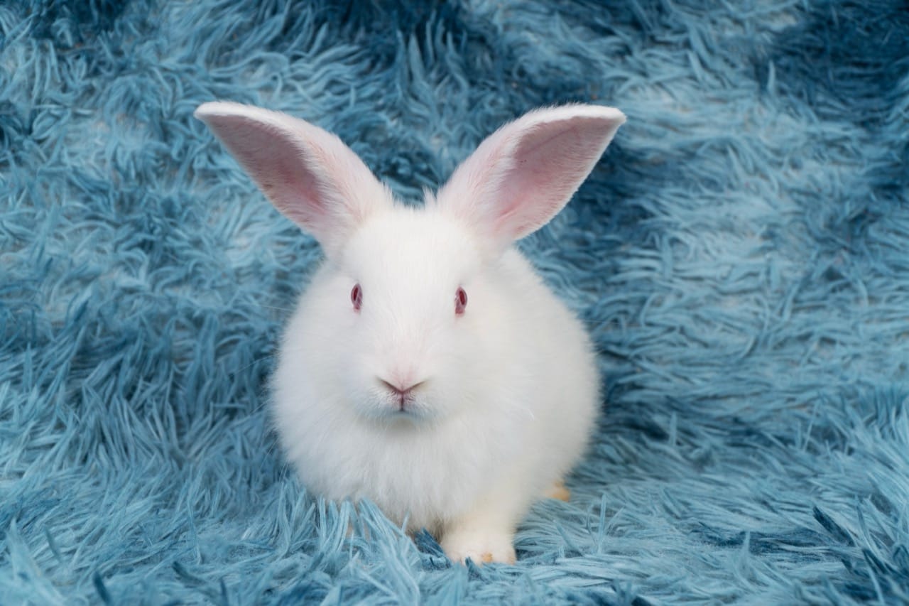 Warren of Wonders: The Ultimate Rabbit Brain-Bender Quiz