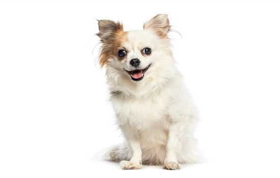 Pocket-Sized Pros: The Ultimate Chihuahua Essentials Gauntlet