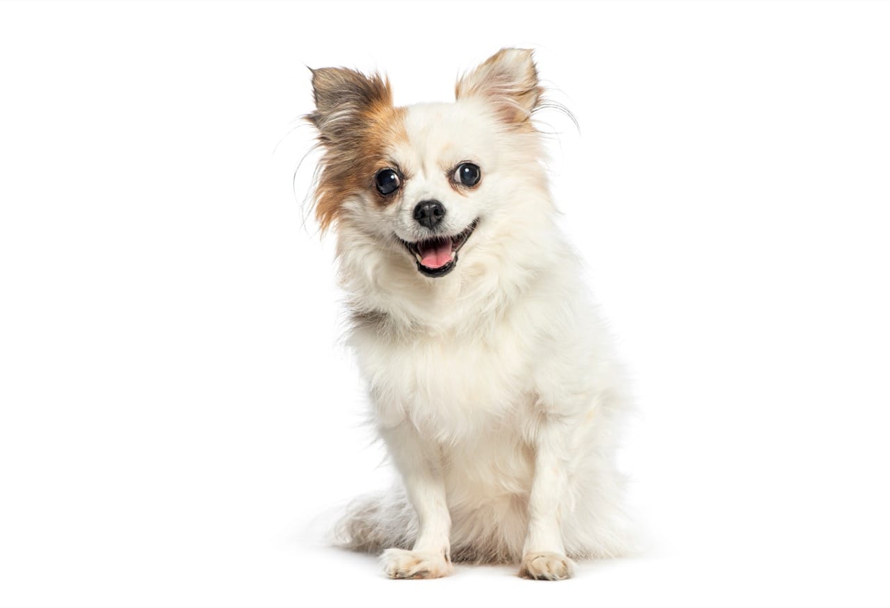 Pocket-Sized Pros: The Ultimate Chihuahua Essentials Gauntlet