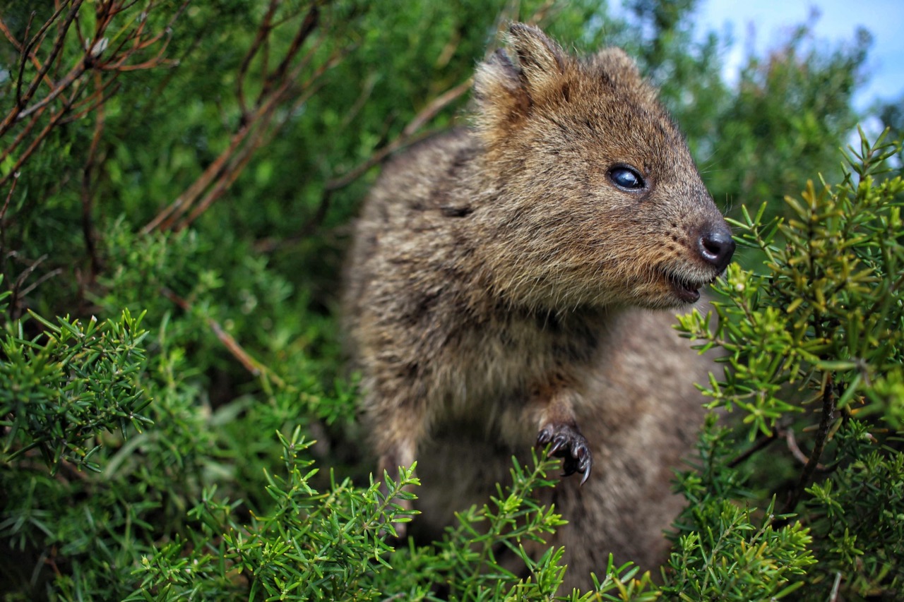 Pocket-Sized Smiles: The Ultimate Quokka Challenge