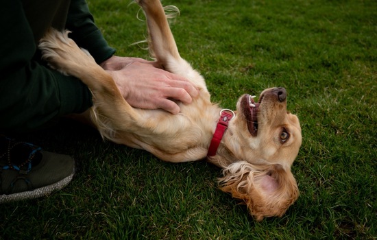 Silky Ears & Splashy Paws: The Spaniel Superfan Challenge