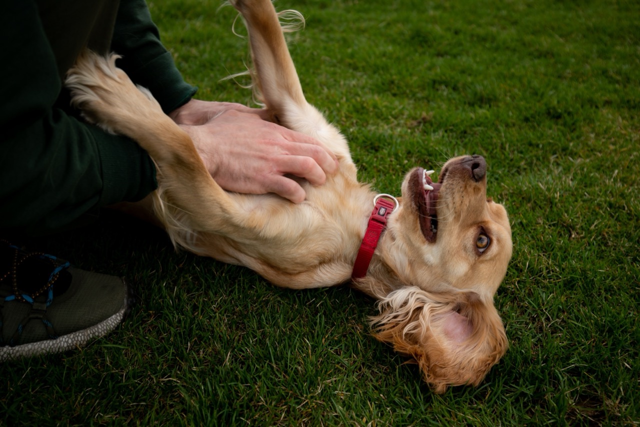 Silky Ears & Splashy Paws: The Spaniel Superfan Challenge