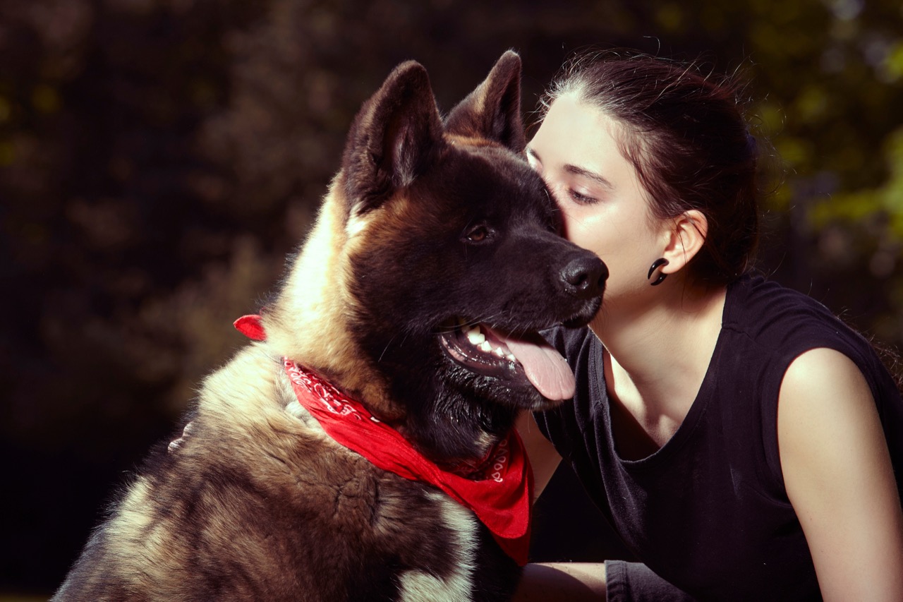 Snow Shadows and Silent Loyalty: The Akita Insight Challenge