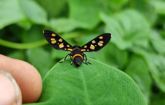 Micro Marvels: The Ultimate Insect Facts Showdown