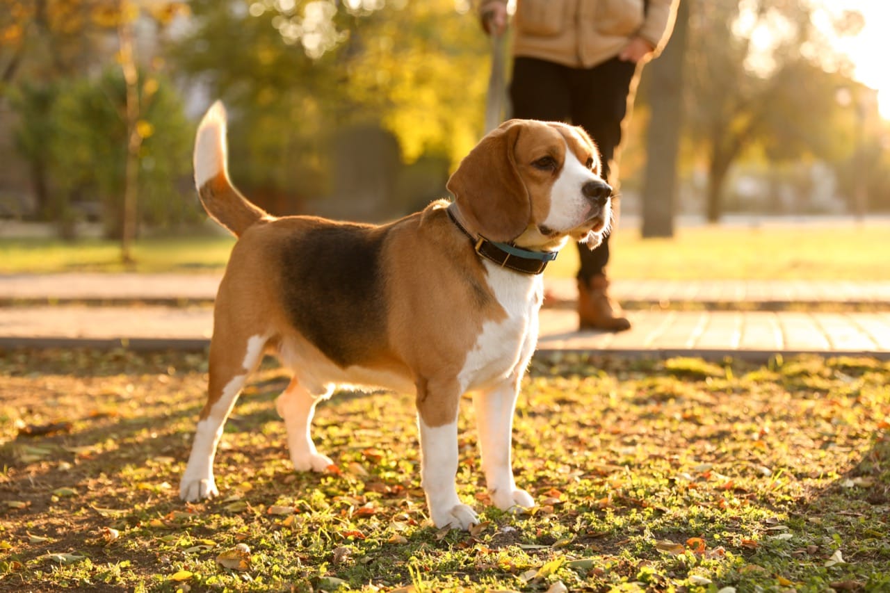 Beagle Brain Benders: The Ultimate Snoopy-Smart Hound Quiz
