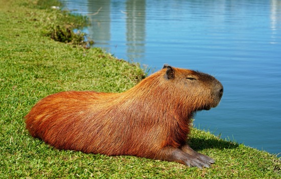 Capybara Curiosity Challenge: Test Your Giant Rodent IQ