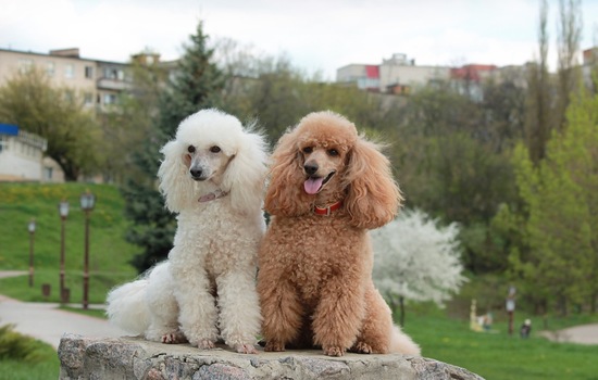 Poodle IQ Showdown: How Deep Does Your Dog-Poodle Knowledge Go?