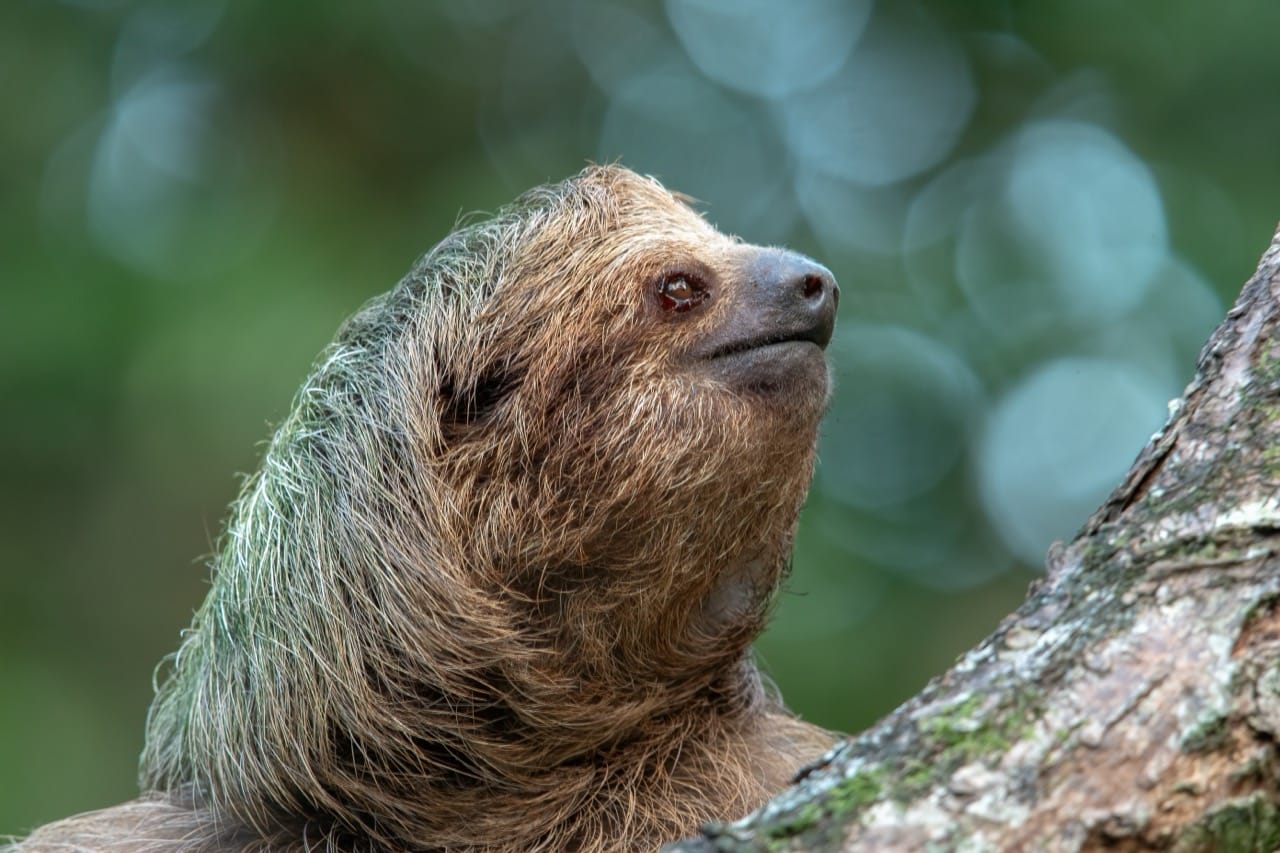 The Secret Life of Sloths: Slow-Motion Brain Bender