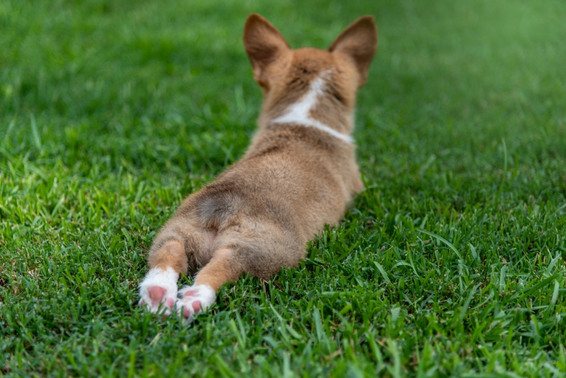 Corgi Chronicles: Secrets of the Short-Legged Legends
