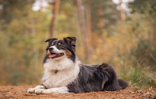 Shepherds in Overdrive: The Ultimate Australian Shepherd Brain-Bender