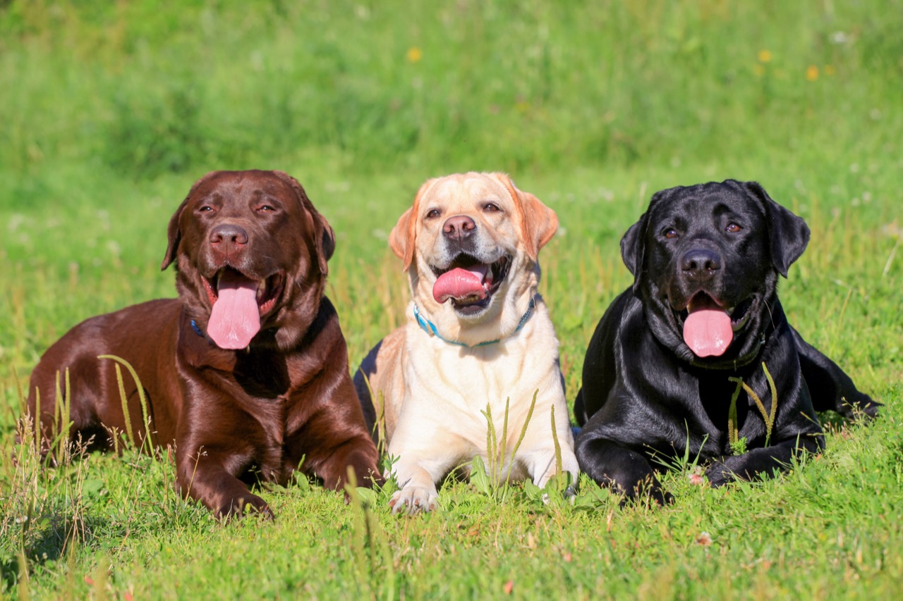 Lab Report: The Secret Life and Lore of Labrador Retrievers