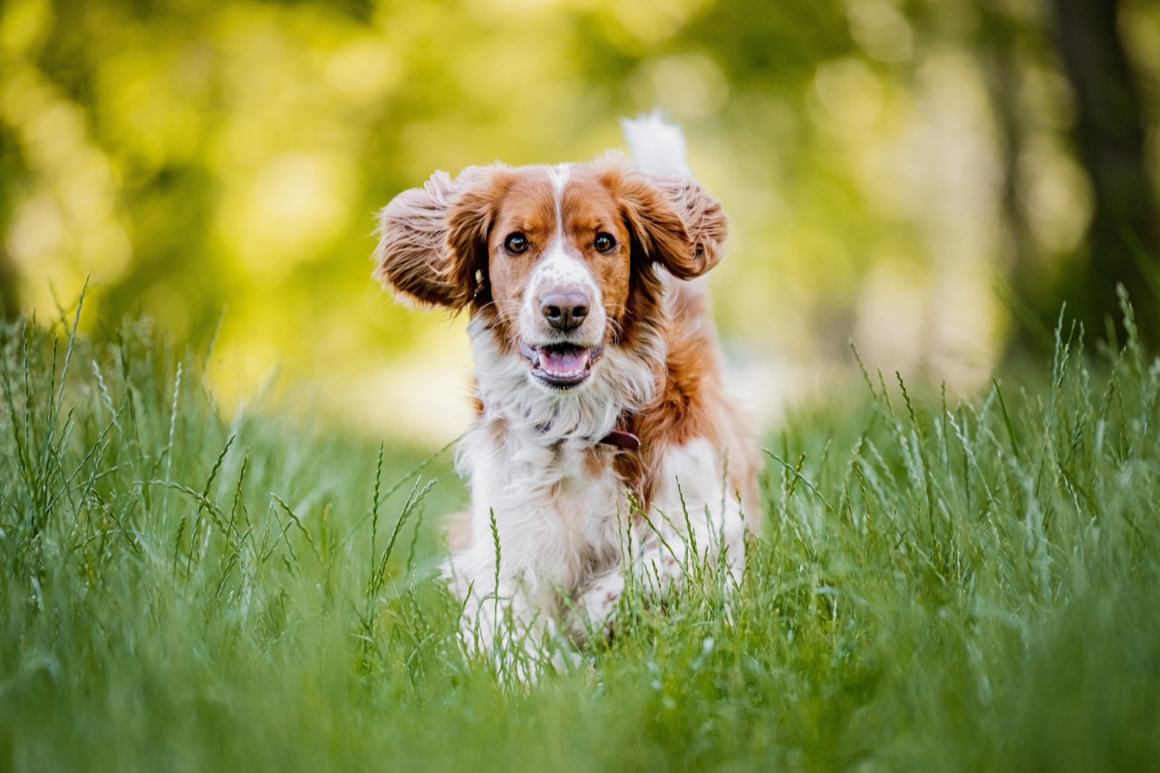 Spaniel Sensei: The Essential Guide to Floppy-Eared Pros