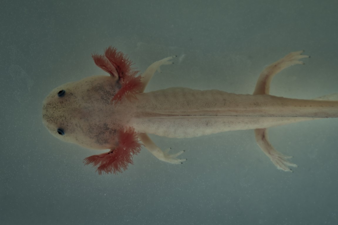 Axolotl Oddities: The Ultimate Salamander Showdown