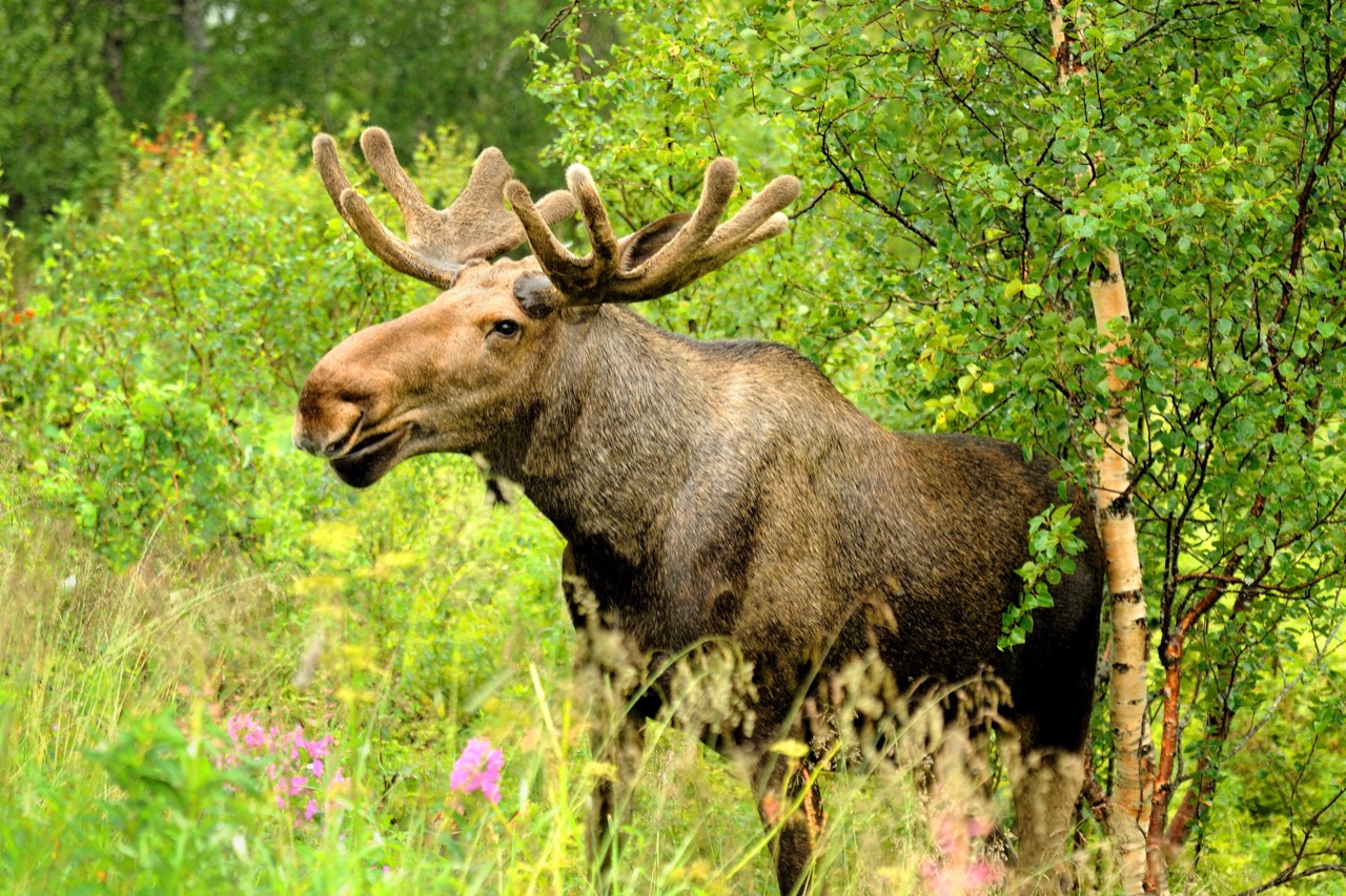 Antlers, Bog Boots, and Giant Shadows: The Ultimate Moose Mastermind Quiz
