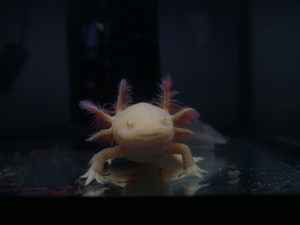 Gilled Wonders and Forever Teens: The Axolotl Oddity Quiz