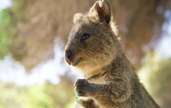 Quokka Curiosity Challenge: Secrets of the Smiling Marsupial