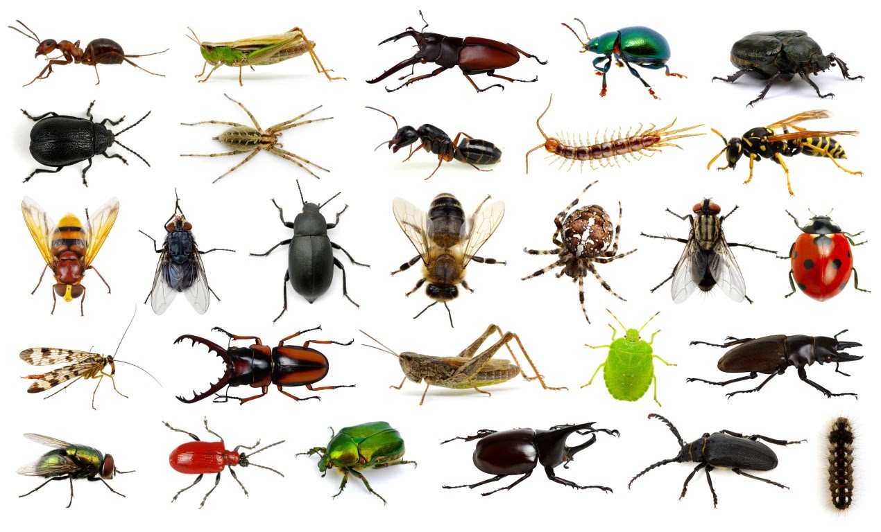 Microscopic Monarchs: The Ultimate Insect Intelligence Gauntlet