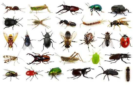 Microscopic Monarchs: The Ultimate Insect Intelligence Gauntlet