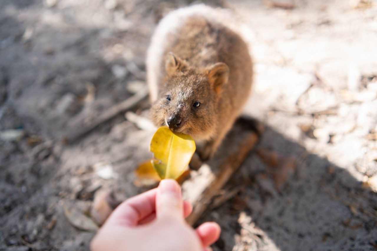 Quokka Curiosity Challenge: The Happiest Animal Quiz