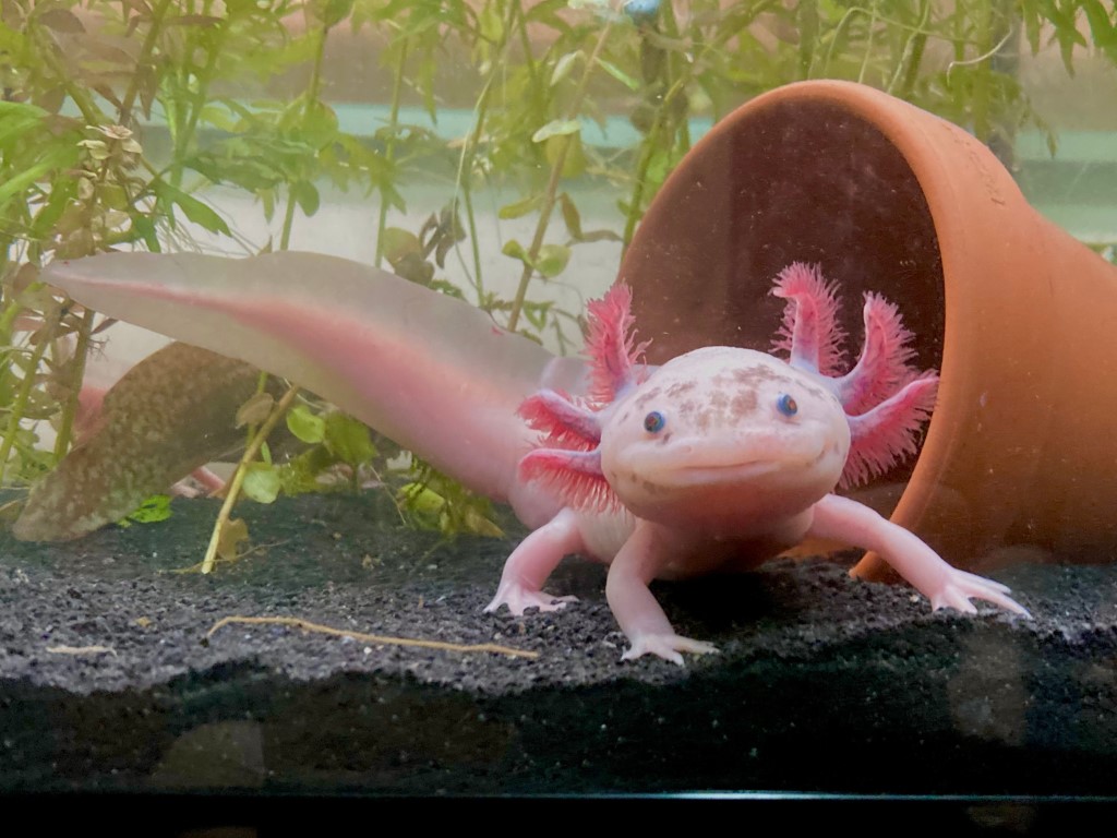 Axolotl IQ Challenge: Test Your Knowledge of the Smiling Water Dragon