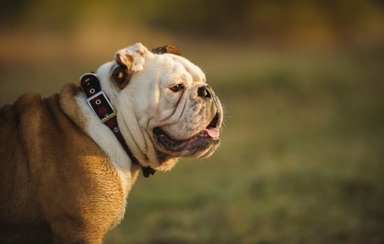 Bulldog Brain Busters: The Ultimate Squishy-Faced Quiz
