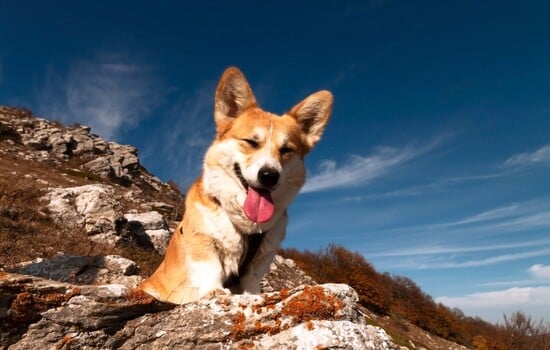 Corgi Conundrums: The Short-Legged Genius Challenge