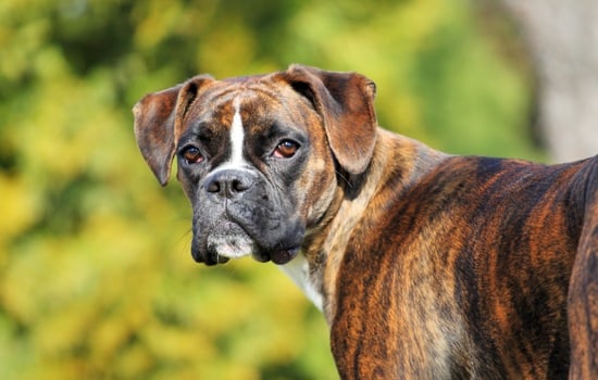 Paws, Punches, and Paradoxes: The Ultimate World of Dog-Boxer Gauntlet