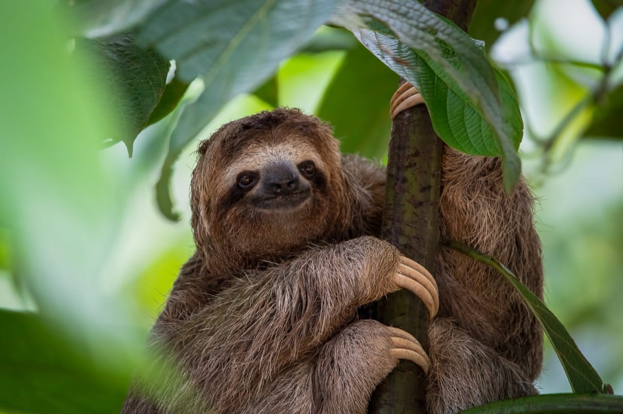 Slow-Motion Geniuses: The Surprisingly Wild World of Sloths