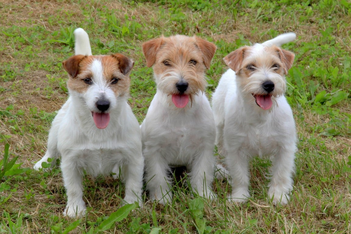 Turbo Tails and Tenacious Hearts: The Jack Russell Challenge