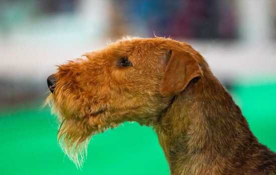 Chronicles of the King of Terriers: Airedale Dates, Deeds, and Firsts