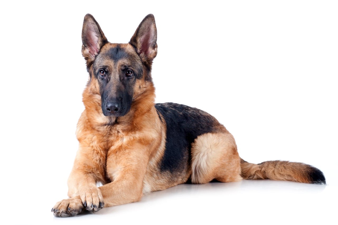 Which German Shepherd World Are You From? Working Lines, Show Rings, and Backyard Adventures