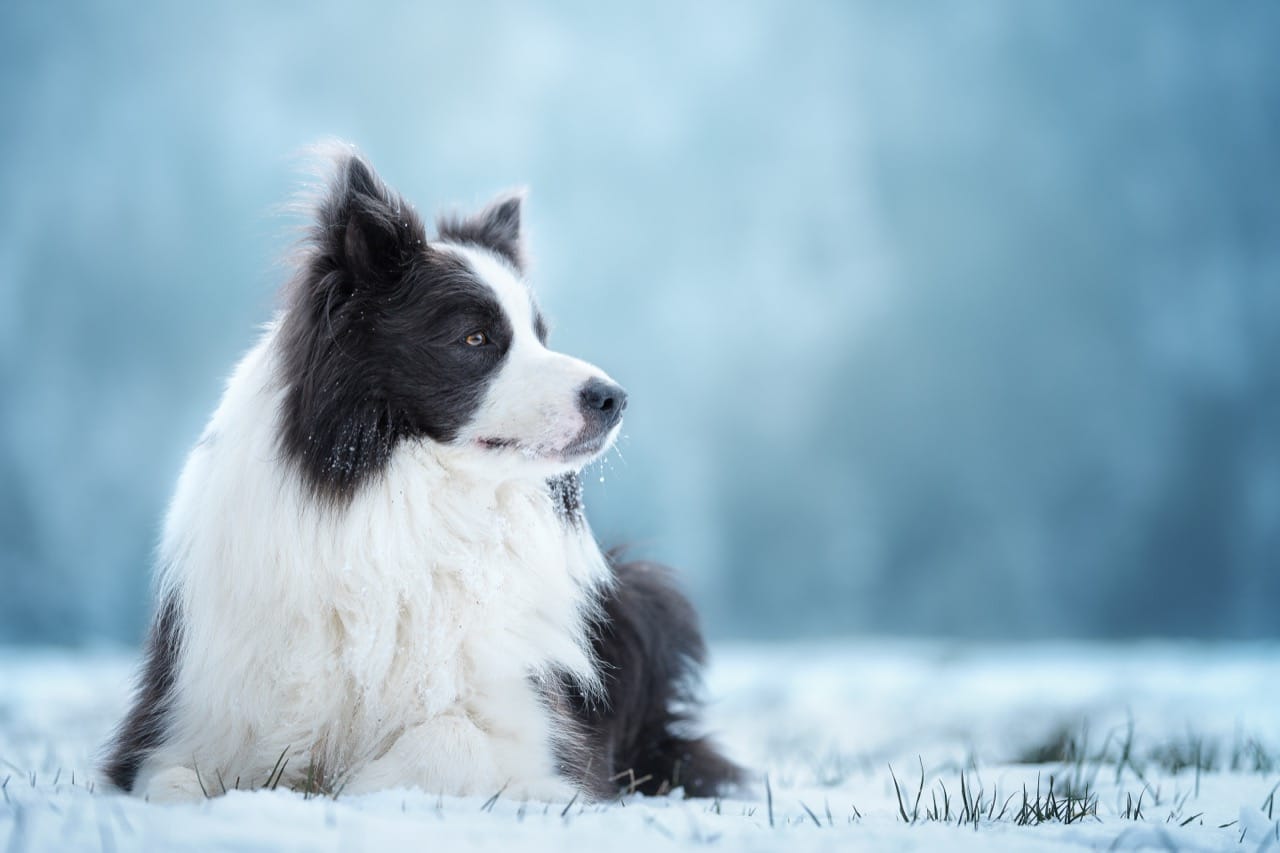 border-collie_1678727989.jpg