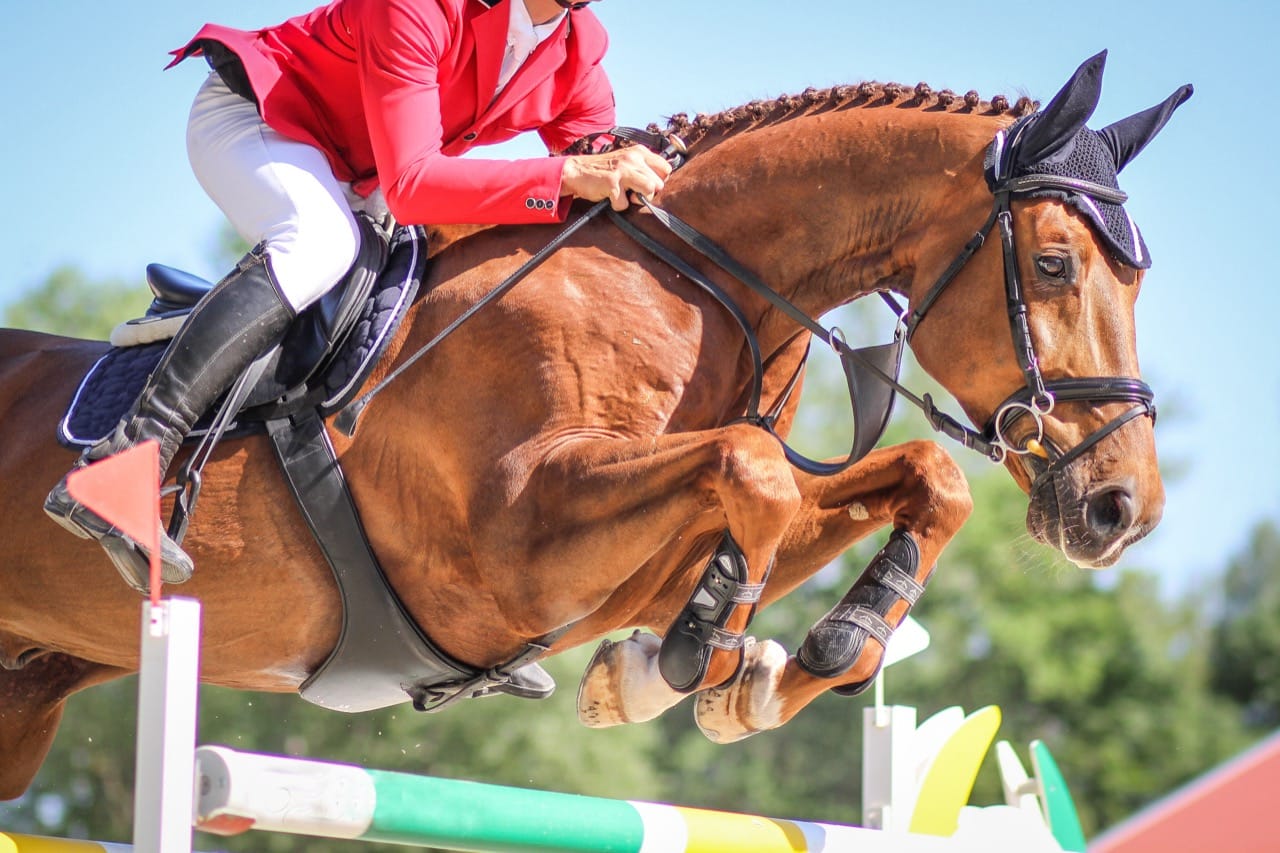 Gallop Through the World of Equine Wonders
