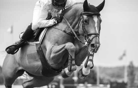 Saddle Sense Challenge