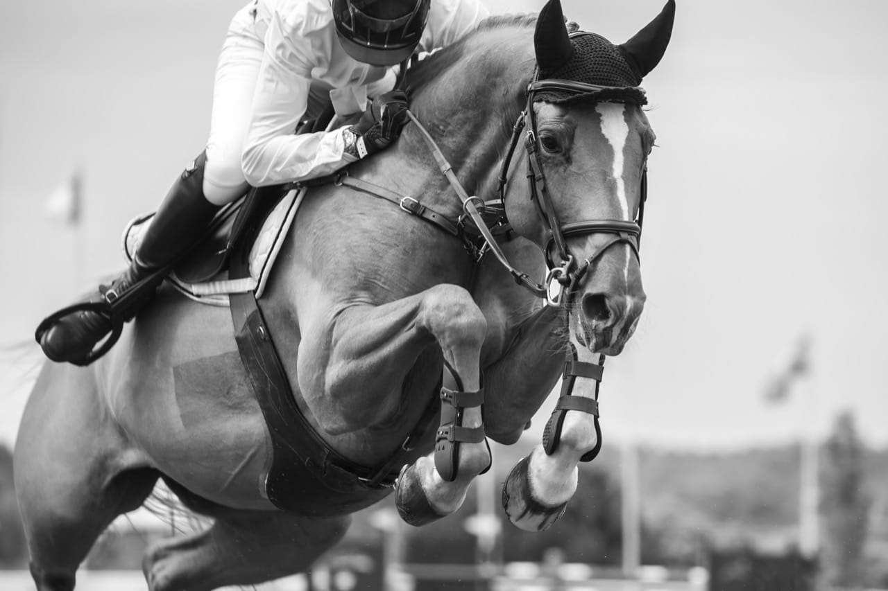 Saddle Sense Challenge