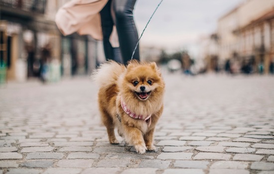 Pocket Lion Brain Teaser