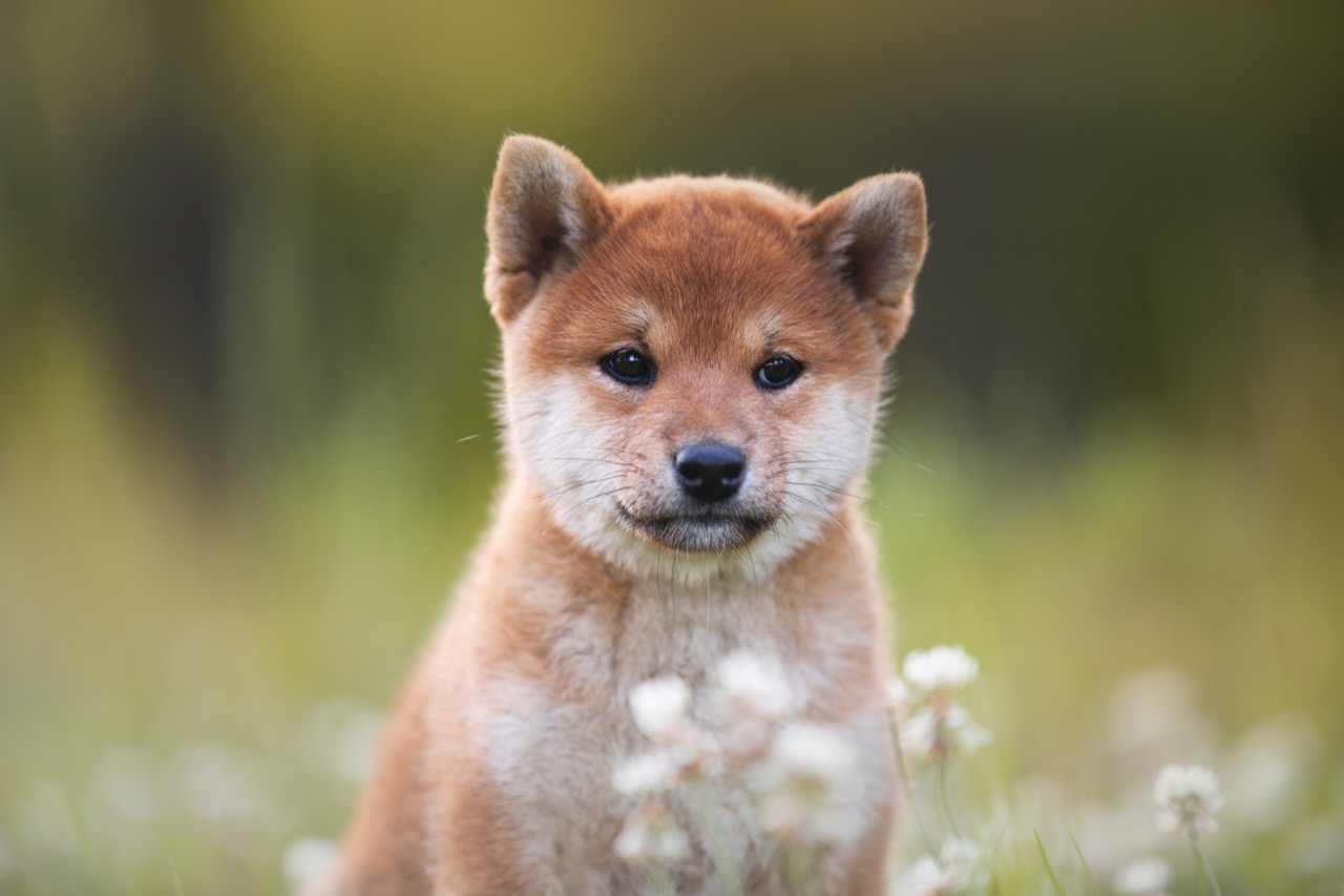 shiba-trivia_1786777571.jpg