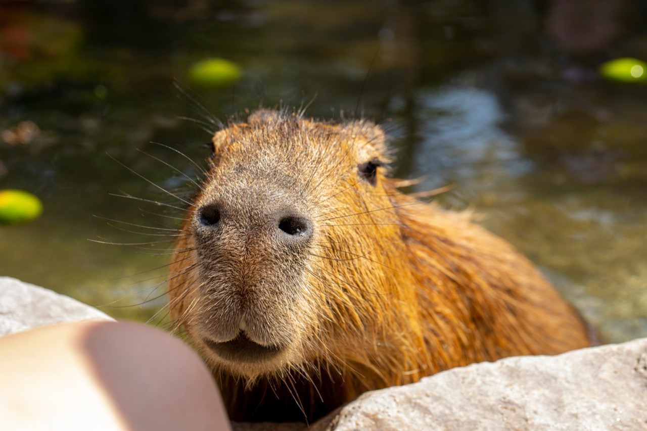 capybara_2062567913.jpg